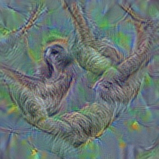 n02457408 three-toed sloth, ai, Bradypus tridactylus